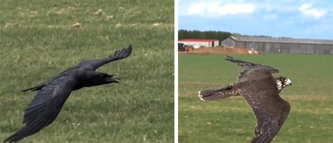 falcon and raven flight