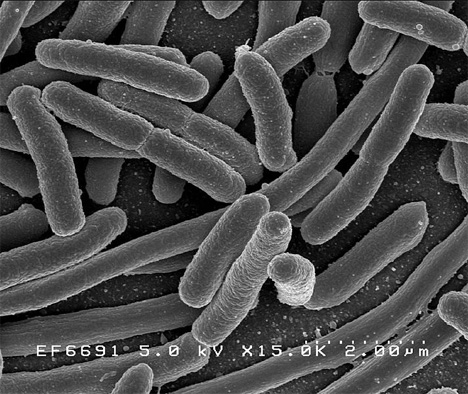 bacteria used to create biofuel