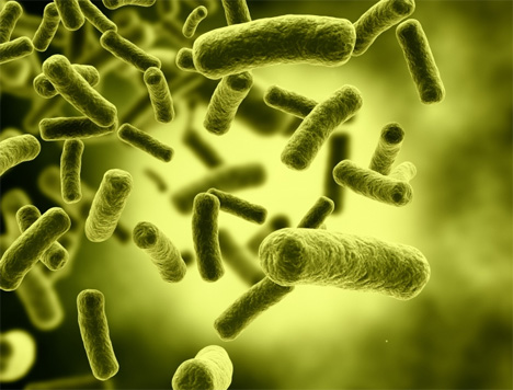 clean biofuel made from e coli bacteria