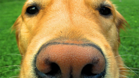computerized dog nose for cancer detection