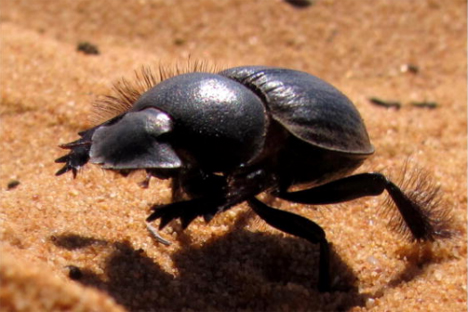 galloping dung beetle