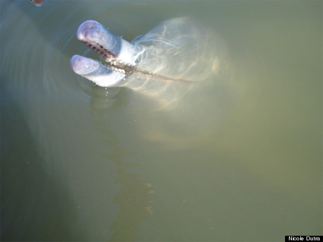 Inia araguaiaensis new river dolphin species