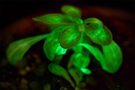 bioglow glowing plant