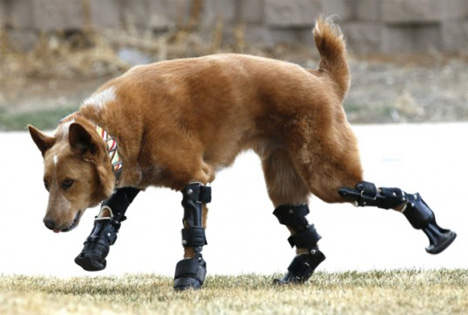 bionic dog four prosthetic limbs