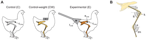 experimental chicken dinosaur tail