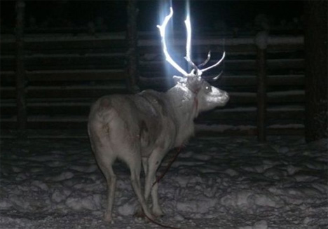 finland glow in the dark reindeer antlers