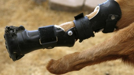 prosthetic dog limbs