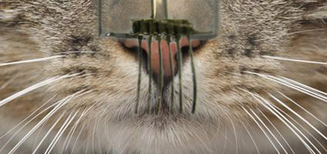 robotic whiskers