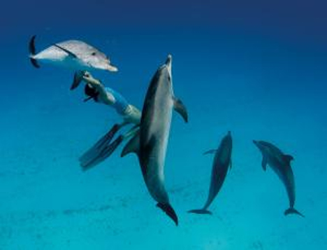 speaking with dolphins