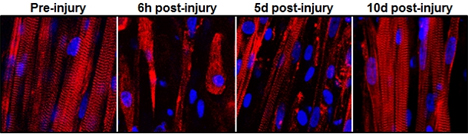 self healing artificial muscle