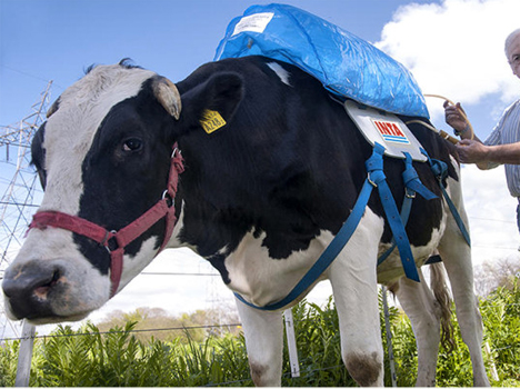 bovine methane power