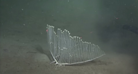 carnivorous deep sea sponge harp sponge