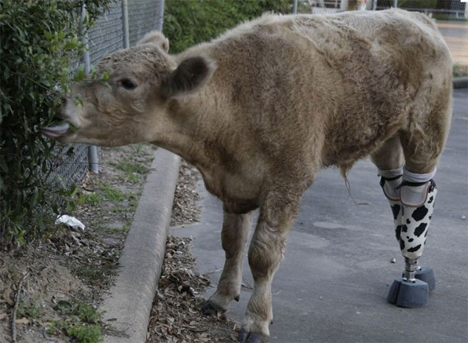 hero cow prosthetic legs