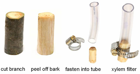 sapwood branch water filter