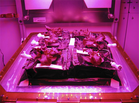 veggie growing chamber