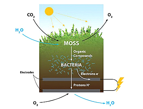 bio mass table process