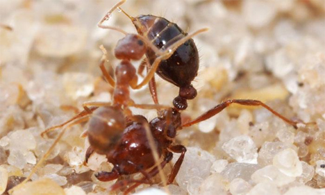 ionic liquid tawny crazy and and fire ant fight