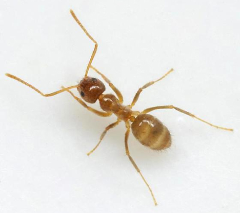 tawny crazy ant