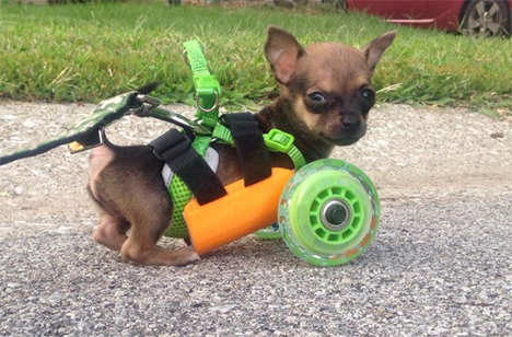 custom wheelchair cart two legged chihuahua turboroo