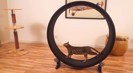 one fast cat hamster wheel exercise wheel