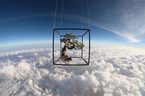 orbiting bonsai tree