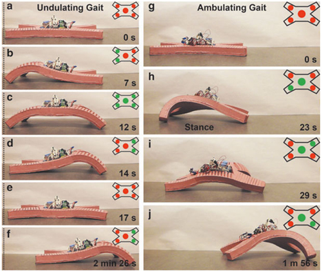 walking flexible robot