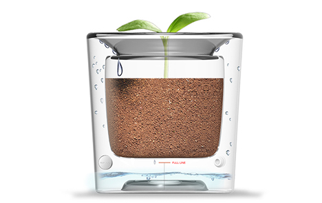 glass self-watering flowerpot