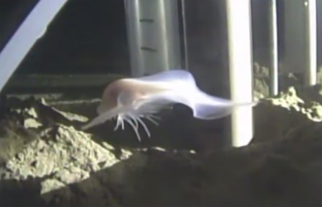 newly discovered deepest dwelling fish