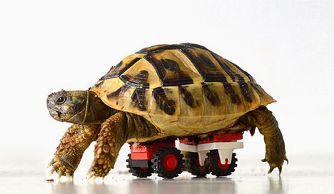 Injured Tortoise Receives World's First 3D Printed Shell