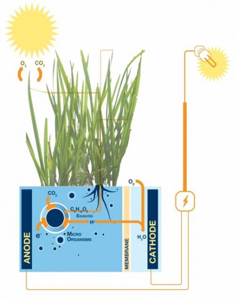 plant e harvesting diagram