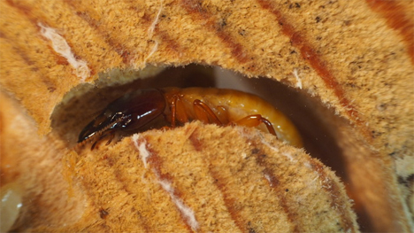 termite in the termitat