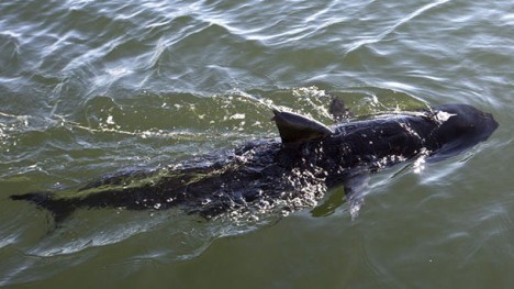 us navy ghostswimmer robotic shark drone