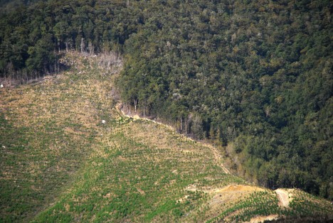 reforestation by drone