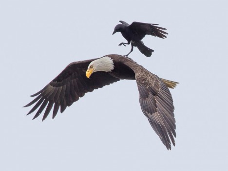 crow eagle back