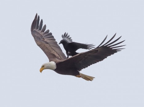 crow on top of eagle