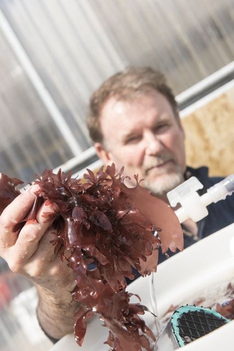 dulse seaweed tastes like bacon