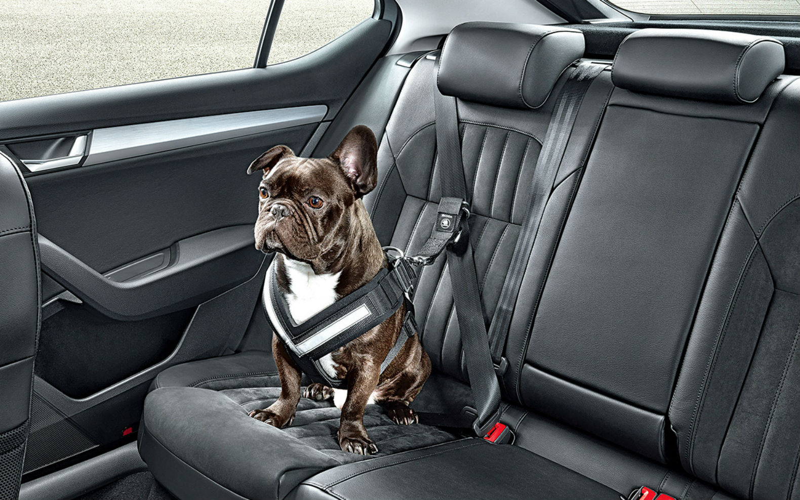 Best small dog seat clearance belt