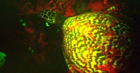 flourescent glow turtle
