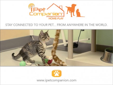 ipet companion website