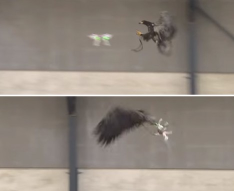 drone stopping eagles