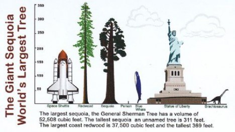 tallest tree comparison structures