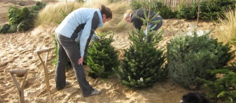 tree beach planting