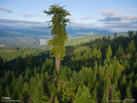 worlds tallest tree