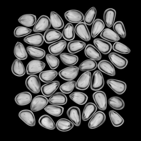 data seed xray example