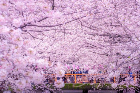 cherry blossom festival