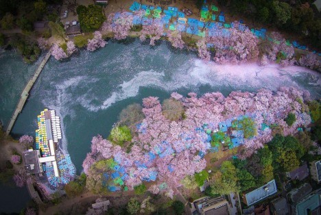 cherry blossoms