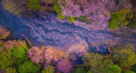 cherry in river