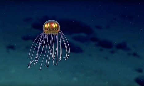 jellyfish deep