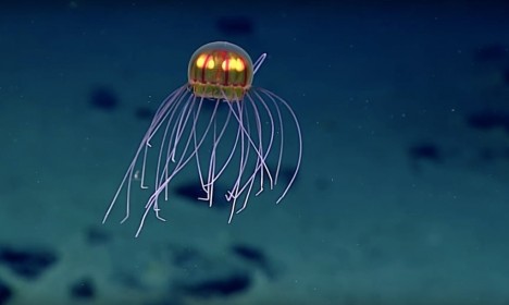 jellyfish discovery