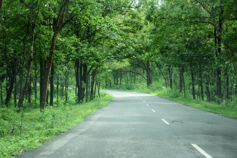 forest planting